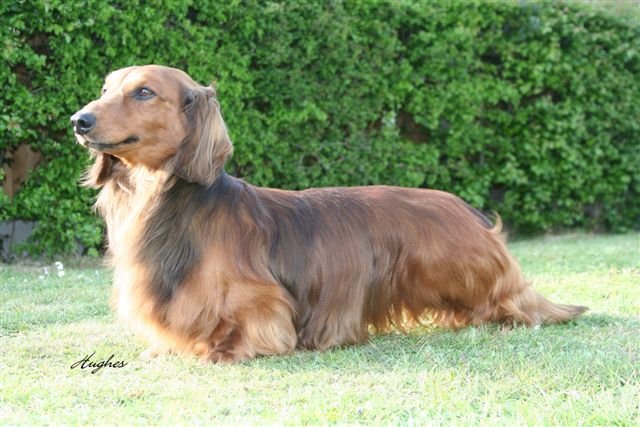 Long coat clearance dachshund